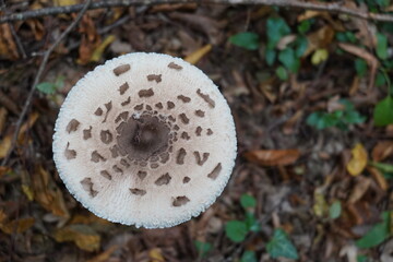 Mystical Mushrooms: A Walk Through Enchanted Woods