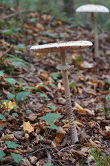 Mystical Mushrooms: A Walk Through Enchanted Woods