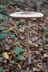 Mystical Mushrooms: A Walk Through Enchanted Woods