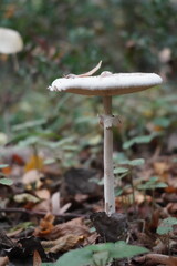 Mystical Mushrooms: A Walk Through Enchanted Woods
