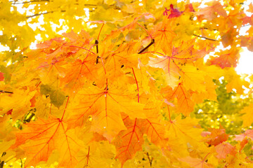 Closeup of yellow and bright orange maple leaves backlit on sunny autumn day