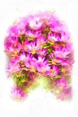 Pink daisy flowers digital watercolors