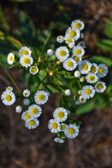 A beautiful chamomile bouquet photographed from above