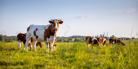 Troupeau de vaches laitière en pleine nature broutant l'herbe fraiche au printemps. - 669135515