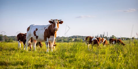 Papier Peint photo Lavable Prairie, marais Troupeau de vaches laitière en pleine nature broutant l'herbe fraiche au printemps.