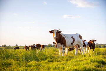 Troupeau de vaches laitière en pleine nature broutant l'herbe fraiche au printemps. - obrazy, fototapety, plakaty
