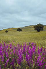 A green plain with some trees and beautiful flowers in spring
A green plain with some trees and beautiful flowers in spring
