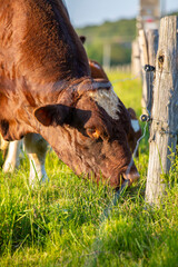 Jeune taureau en train de brouter l'herbe vert au milieu de la campagne au printemps.