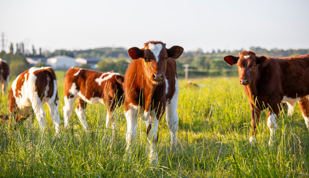 Jeune veau de race normande et son troupeau de vache en pleine nature.