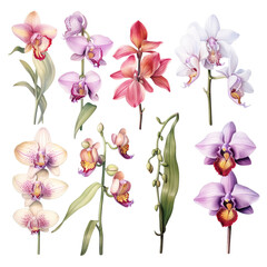 orchid isolated on white background, orchids botanical illustration white background.
