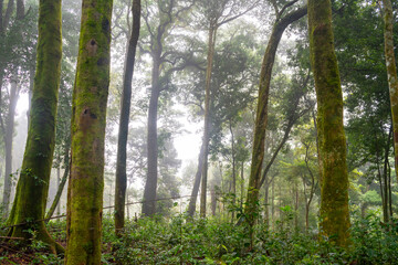 Southeast Asia woodland on winter in the morning