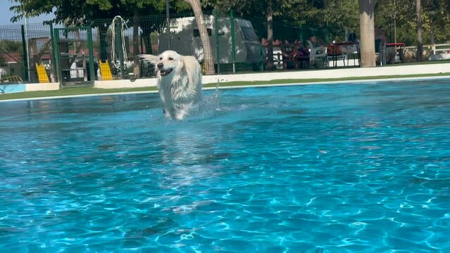 Perro golden retriever blanco disfrutando del verano en una piscina.