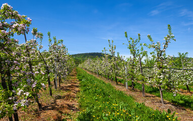 Blooming fruit orchard in spring in the mountains - 669137547