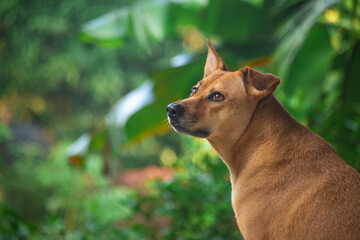 This charming dog gazes wistfully at the sky, exuding an air of wonder and curiosity. Its soulful eyes mirror the vast expanse above, capturing a serene moment of contemplation and tranquility