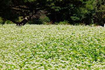 Fototapeta premium そばの花