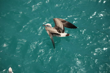 seagull on the sea