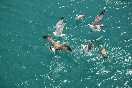 flock of seagulls fli