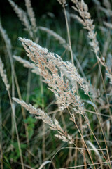 dry grass in the wind in autumn