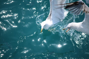 seagulls in the sea