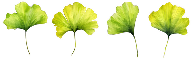 Gingko biloba branche with leaves. Watercolor hand painted illustration isolated on white background.