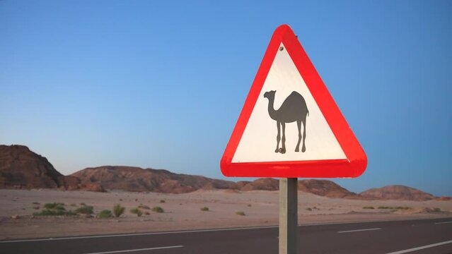 Close up of warning road sign with dromedary camel crossing the desert in the evening. Protecting Roadside Wildlife 