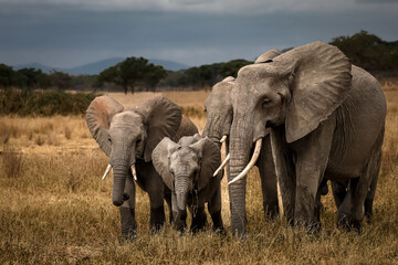 Family of African Elephants in Tanergerie National Park , Tanzania 