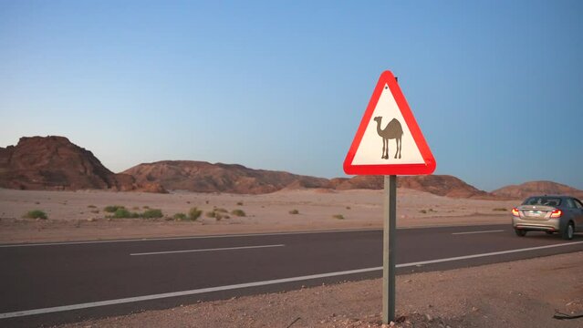 The car passing warning sign with dromedary camel. Protecting roadside wildlife on the road in the desert. 