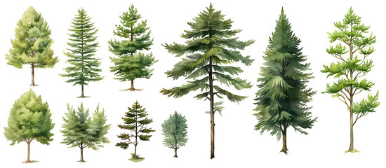Hemlock Tree watercolor illustration clipart. Generative AI. - obrazy, fototapety, plakaty