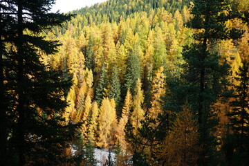 Parc Naziunal Svizzer autumn vibes in the swiss national park with orange yellow leaves and mountain paths, hiking in herfst
