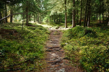 Parc Naziunal Svizzer road in the woods, walking path