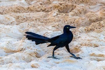 Great-Tailed Grackle bird birds walking on beach sand Mexico.
