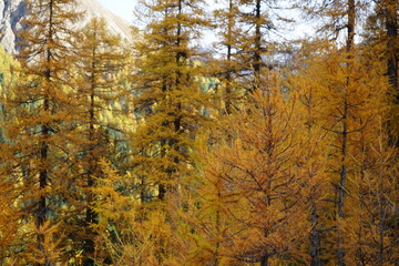 Parc Naziunal Svizzer in autumn with fall colours