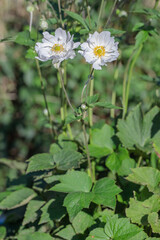 Blooming white autumn anemone (Eriocapitella hupehensis).