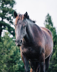 Obraz premium Beautiful brown horse in the alpine pastures of Vallon de Combeau near Chatillon en Diois in the south of France (Drome).