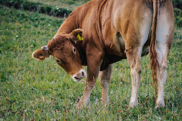 Cow grazing on grass in the alpine pastures of Vallon de Combeau near Chatillon en Diois in the...