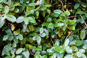 Green leaves of Feijoa sellowiana, Acca Sellowiana, feijoa, pineapple guava or guavasteen tree