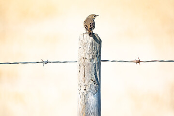 An American Pipit standing on a barbed wire fence wooden post during fall migration off the North American prairies in Rocky View County Alberta Canada,