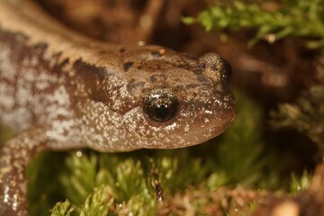 Closeup on the Siberian salamander, Salamandrella keyserlingii on leaflitter