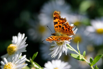Comma butterfly (Polygonia c-album) perched on a daisy in Zurich, Switzerland