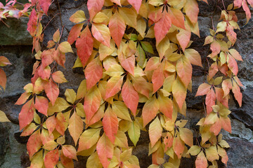 creeper vine hanging from a wall in autumn