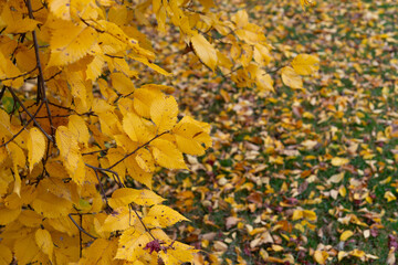 branches with yellow leaves and leaves on the ground