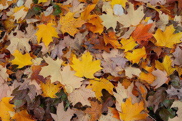 mostly maple leaves on the ground