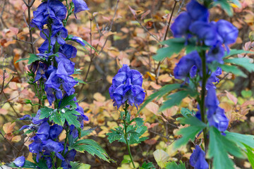 Aconitum flowers in autumn