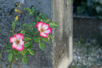 Fototapeta na wymiar Rose growing next to a concrete wall on a graveyard. Copyspace.