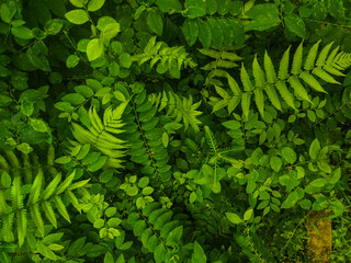 Top view of a wide variety of fresh dewy green foliage. Background of fresh and wide dense...