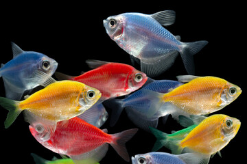 Set of  neon glow fish on black background.