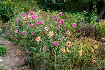 Obraz premium late blooming dahlias in the garden
