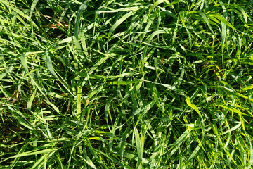 Green grass in the park, background texture