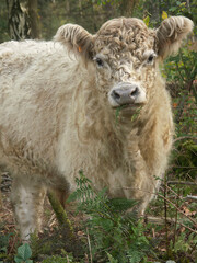Naklejka na ściany i meble Vertical closeup on a cute furry white Galloway cow in a European nature reserve