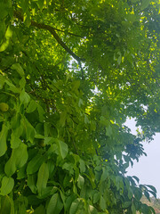 Lush walnut tree and their branches laden with green walnuts